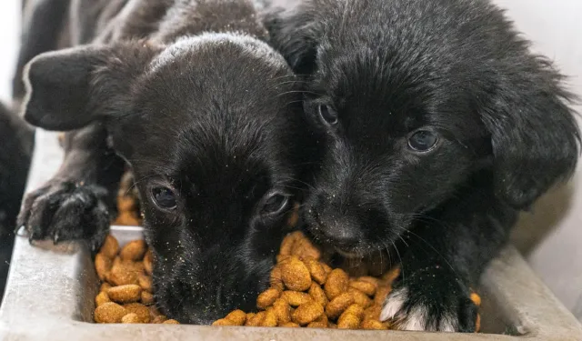 İzmir’de sahipsiz hayvanlar için 1 ton mama hedefi