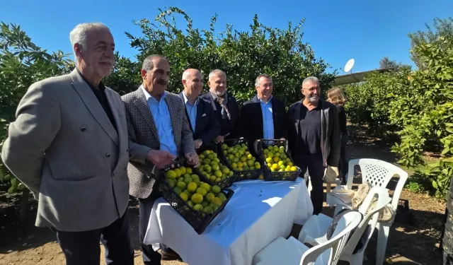 Satsuma mandalinası ihracat yolunda!