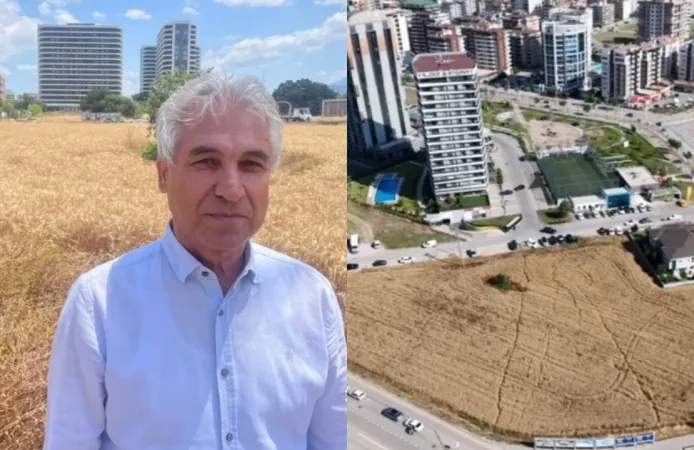 Gökdelenler arasındaki 150 Milyon TL'lik arsasına buğday ekti!
