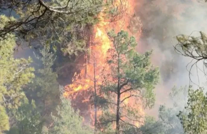 Hatay'da orman yangını: Alevlerle mücadele başladı