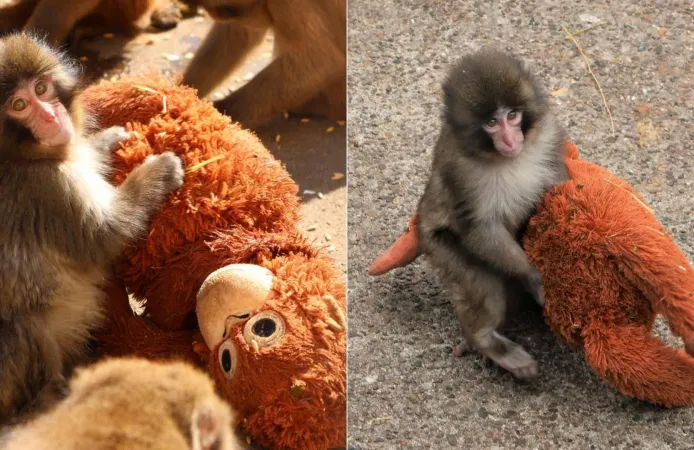 Maymun Punch öldü mü, yaşıyor mu?