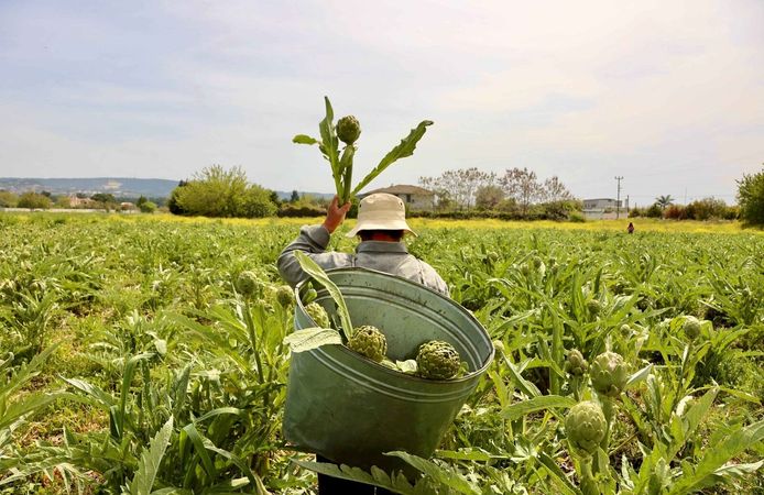 12. Uluslararası Urla Enginar Festivali açılış için gün sayıyor!