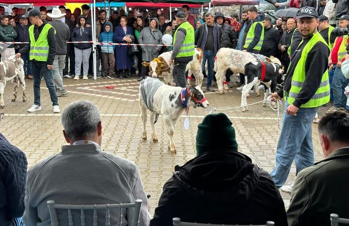 Ödemiş’te Buzağı Güzellik Yarışması: Üreticiler kıyasıya yarıştı