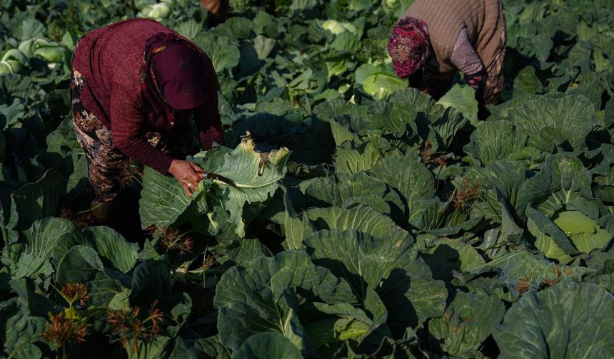 Hava Şartları Kışlık Sebze Hasadını Geciktirdi