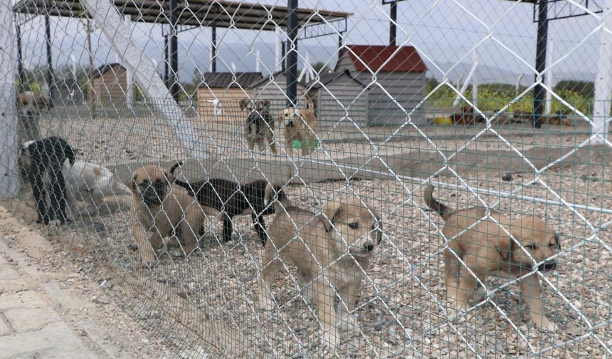 Söke Belediyesi'nden sokak hayvanlarına şefkatli dokunuş