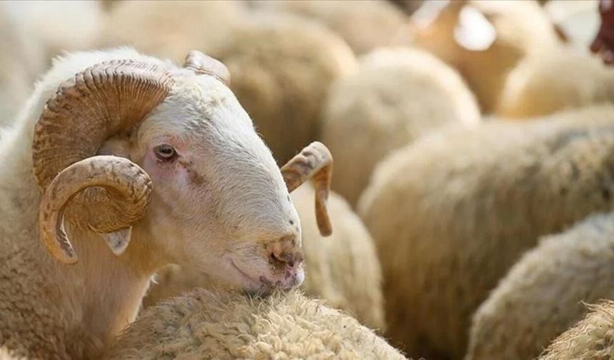 17,8 milyon büyükbaş hayvan dijital kimlikle izlenecek