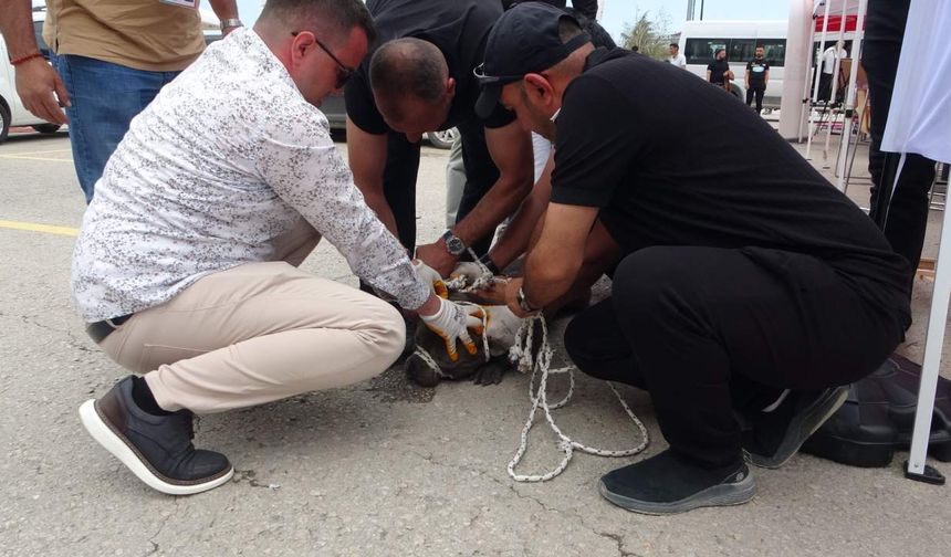 Kontrolden çıkan Pitbull kalabalığa saldırdı