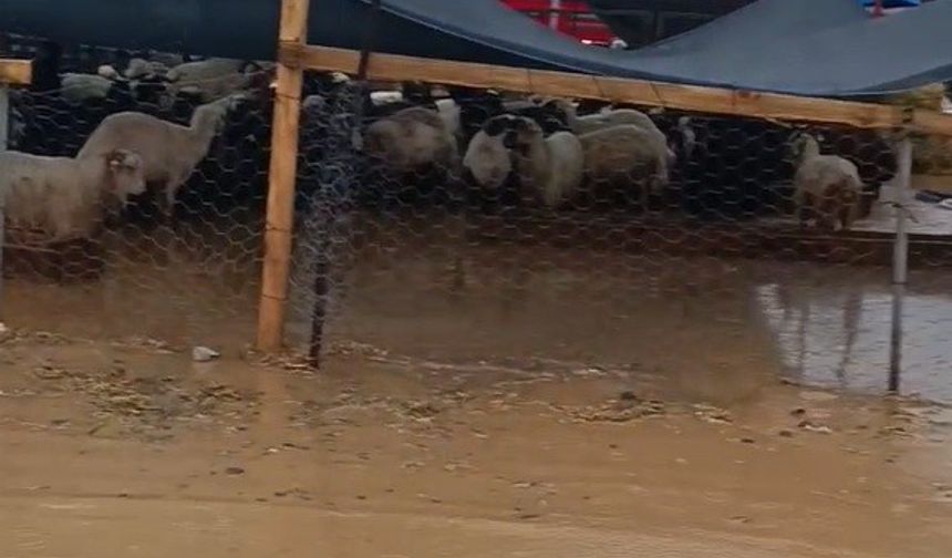 Sağanak yağış  İzmir'de Kurban Pazarı’nı vurdu: Esnaftan belediyeye tepki yağdı