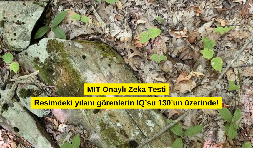 Resimdeki yılanı görenlerin IQ’su 130’un üzerinde! Sen kaç saniyede görebileceksin?