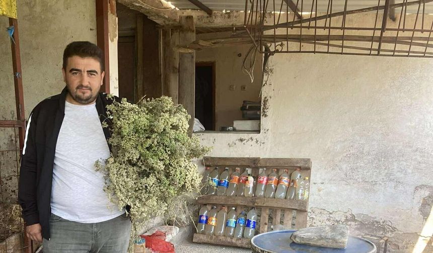Aydın'da asırlık şifa geleneği: Kekik suyu yeniden revaçta
