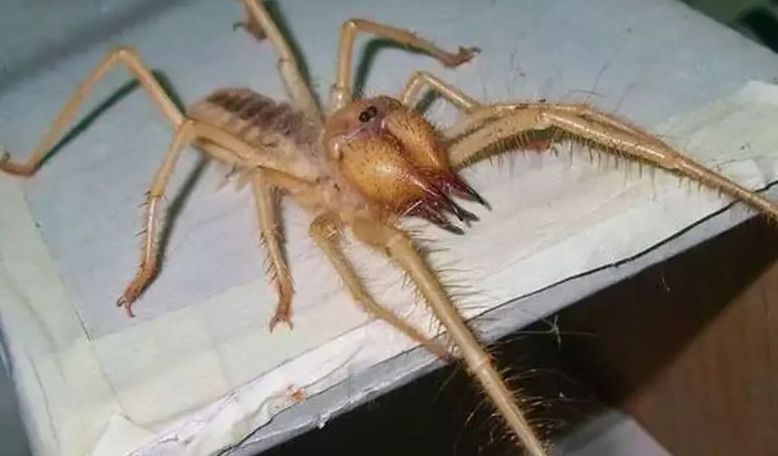 Sarıkız örümceği hangi illerde görülüyor, tehlikeli mi ve ısırırsa ne yapılmalı?