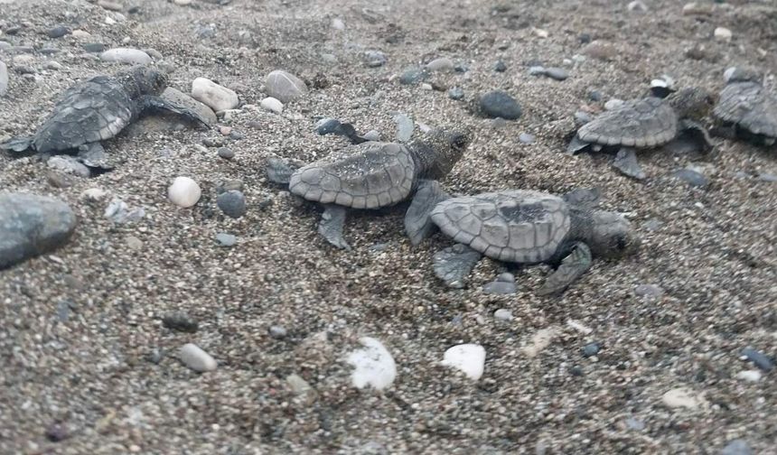 Caretta yavruları güvenle denize ulaştı