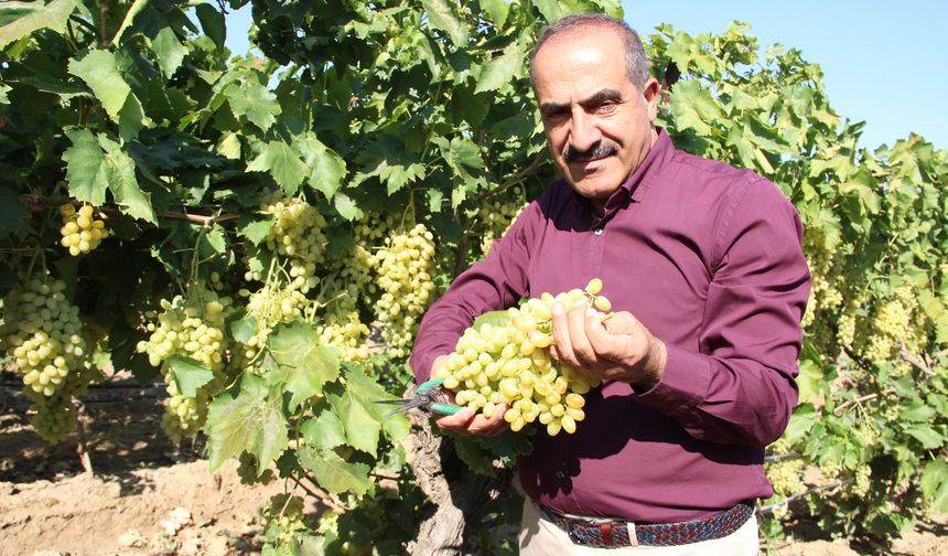 Sultani çekirdeksiz taze üzüm ihracatında 100 milyon dolar hedefi
