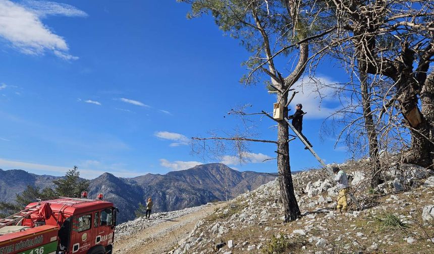 Ekosistem onarımı projesi ile yangın sonrası doğa yeniden hayata dönüyor