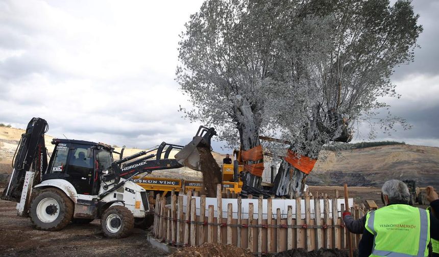 Muğla’da maden sahası zeytinlerle yeniden hayat buldu