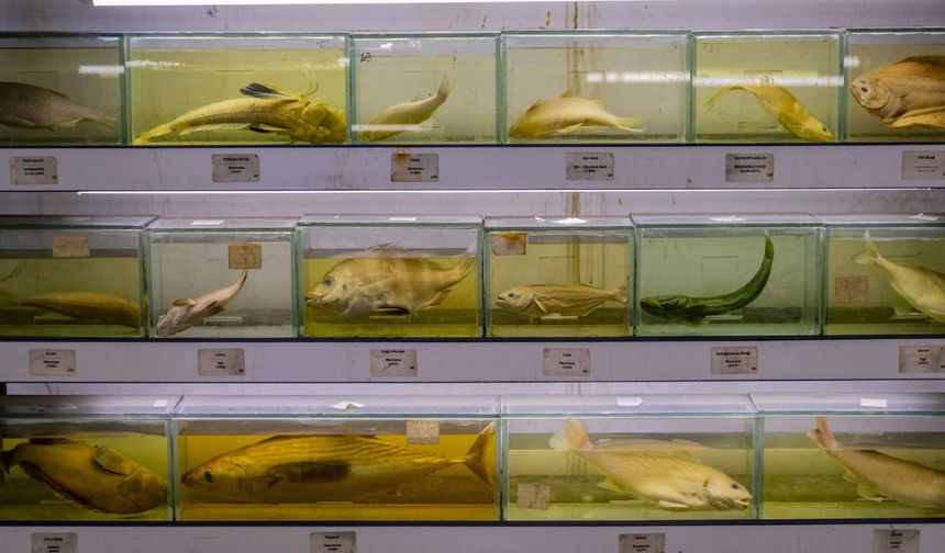 Türkiye denizlerinde tehlike: Balık türleri hızla azalıyor