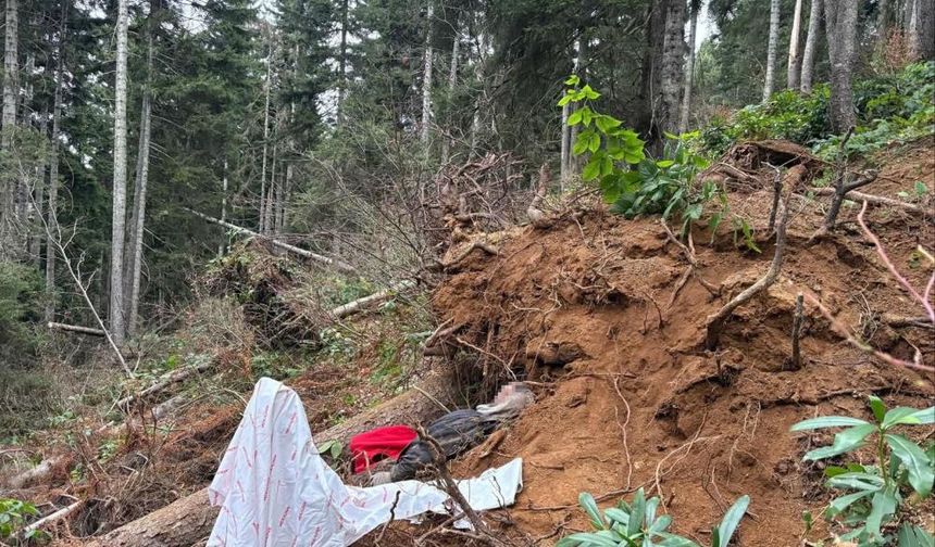 Yaylada feci ölüm: Kesilen ağacın altında kalan işçi hayatını kaybetti!