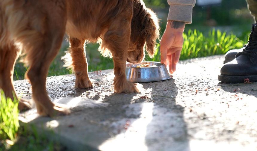 Didim'de atık gıdalar mama oluyor, can dostlar besleniyor