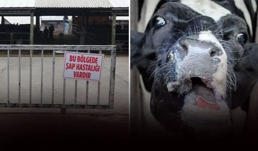 İzmir’in 2 ilçesinde şap alarmı! Bölgesel karantina devreye alındı