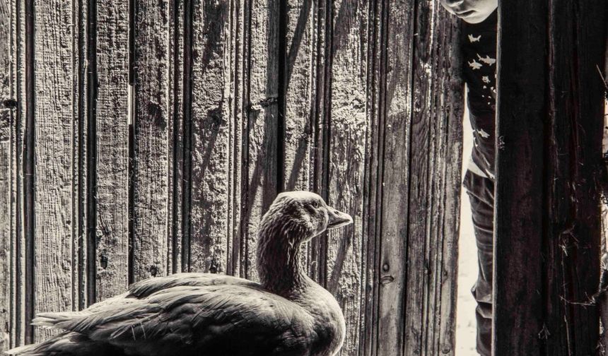 'Kazların Senfonisi' sergisi Ahmed Adnan Saygun Sanat Merkezi’nde