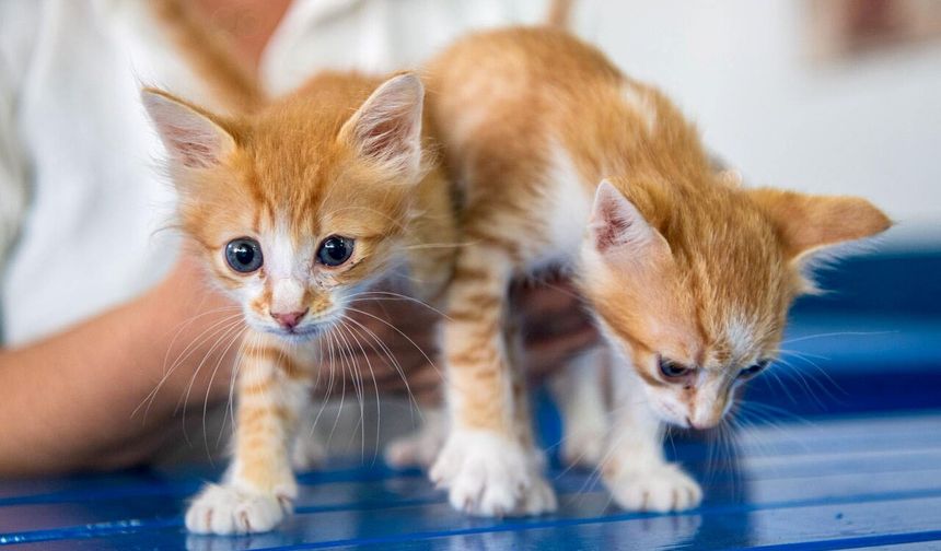 Mikroçip takmayan evcil hayvan sahiplerine para cezası kapıda