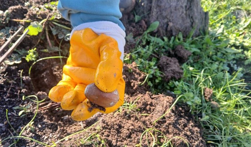 Urla’da doğa için el ele: Yanan alanlarda yeşertme seferberliği!