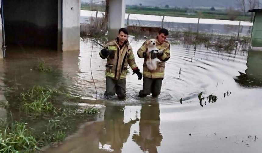 İzmir İtfaiyesi, bir yılda 4 bini aşkın hayvanın hayatına dokundu