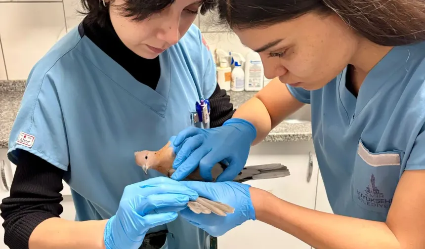 İzmir’de sağanak yağışlarda tüm canlılar için seferberlik