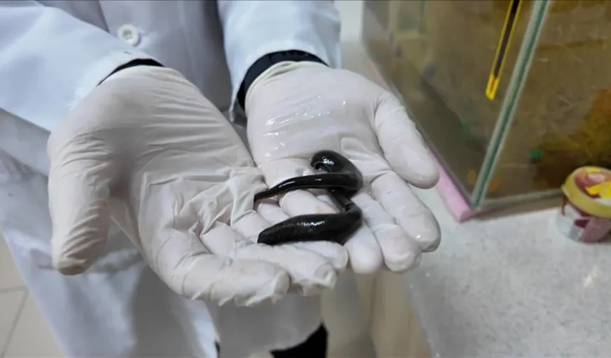 Sülük yetiştiriciliğinde yeni bulgular