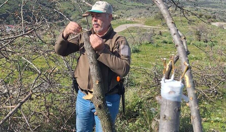 Bergama'da üretime tam destek: Atıl ağaçlar ekonomiye kazandırılıyor