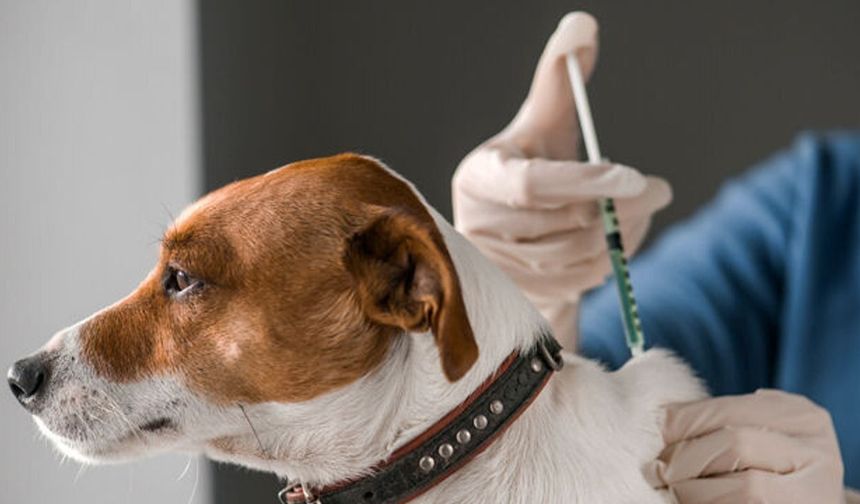 Kuduz aşısı krizi büyüyor: “Köpeğime aşı yaptıramadım”