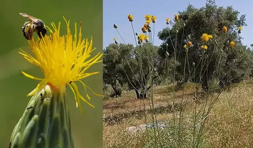 ‘Tülüşah’ alarm veriyor: Koruma çağrıları karşılıksız kaldı!