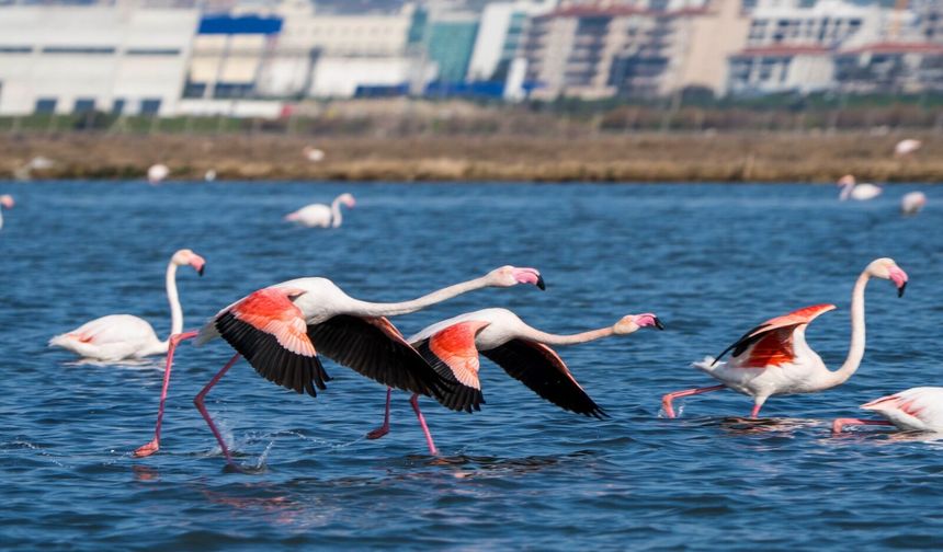 İZDENİZ’den flamingolarla körfez turu