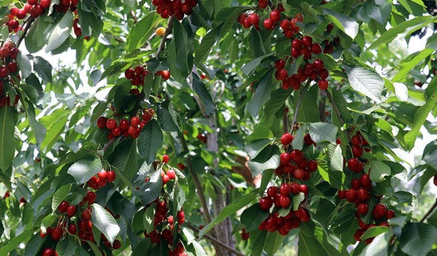 İzmir'de kiraz hasadı yaparken ağaçtan düşen çiftçi hastaneye kaldırıldı