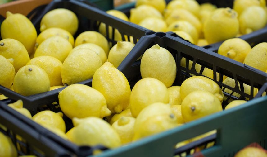 Türkiye’nin limon ihracatı 500 milyon dolara koşuyor