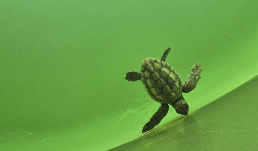 Caretta caretta yavrularının deniz yolculuğu başladı
