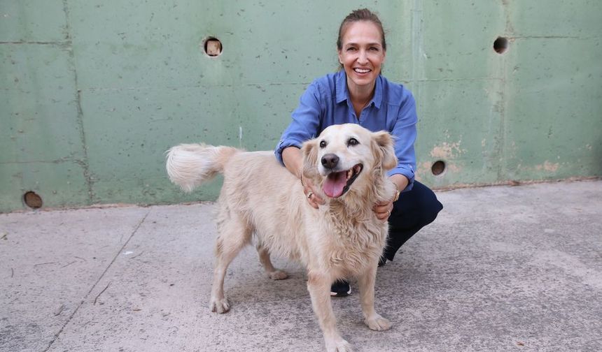 Karşıyaka’da 282 köpek yuva bekliyor
