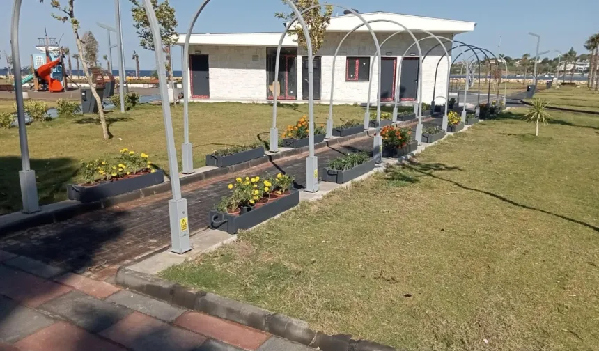 Akköy’de yetişiyor, Didim’in yeşil alanlarıyla buluşuyor