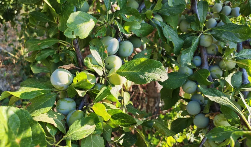 Manisa’da coğrafi işaretli Figani Efendi eriğinde hasat başladı