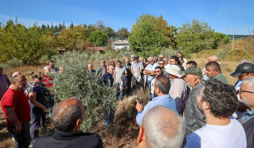 İzmir'de zeytin ağaçlarında verim için budama eğitimi