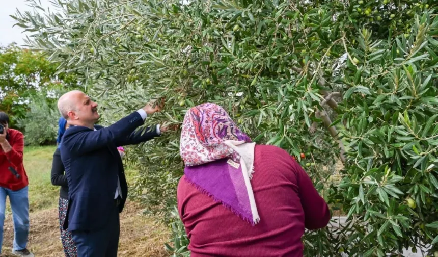 Vali Varol, kadın çiftçilerin hasat heyecanına ortak oldu