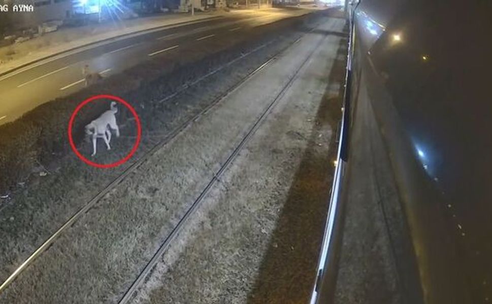 Kayseri'de kan donduran olay: Köpek tramvay raylarına zincirlenmiş halde bulundu!