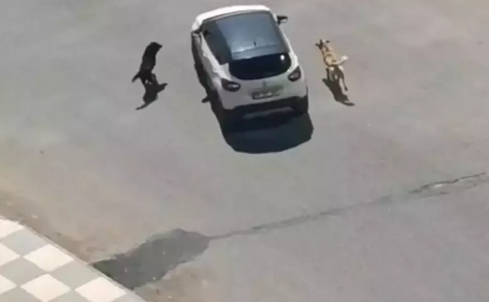 10 yaşındaki çocuğa parkta köpek saldırdı