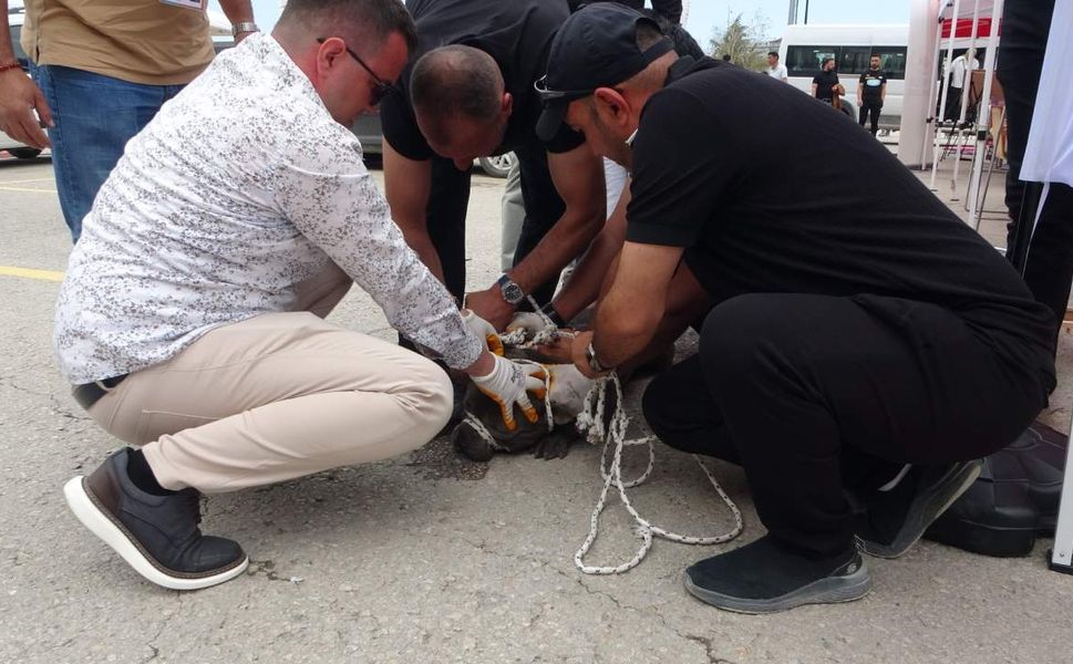 Kontrolden çıkan Pitbull kalabalığa saldırdı
