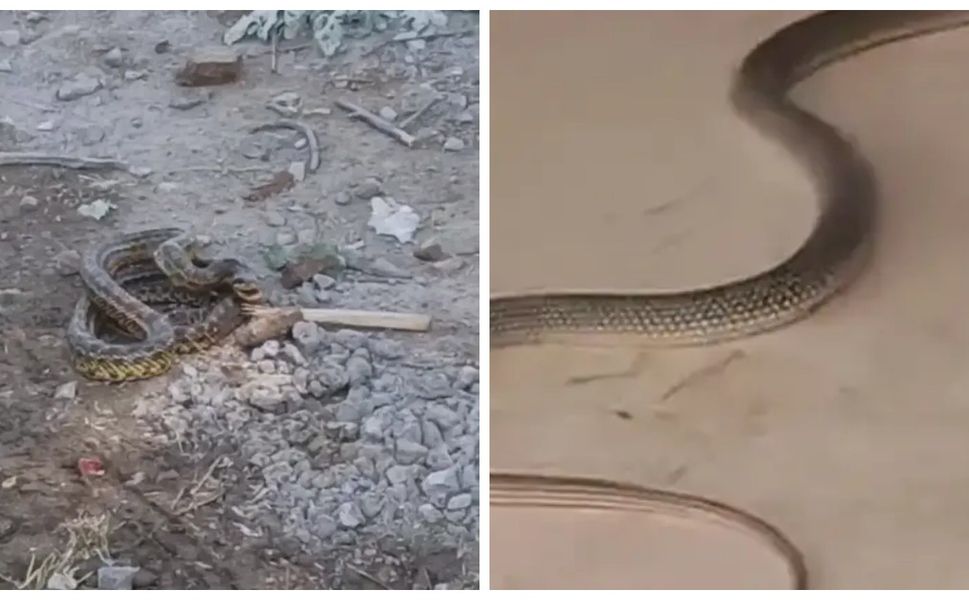 Yılanlar mahallede panik yarattı
