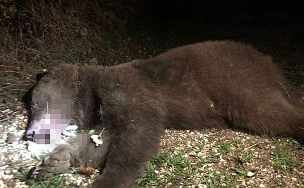 Ayı saldırısı can aldı: 22 yaşındaki genç hayatını kaybetti