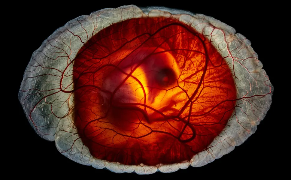 National Geographic 2025’in en çarpıcı fotoğraflarını seçti: İşte o fotoğraflar!