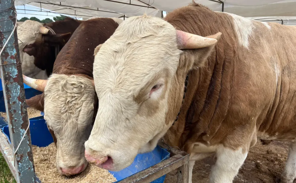 İzmir'de kurban pazarları 201 ayrı noktada kurulacak