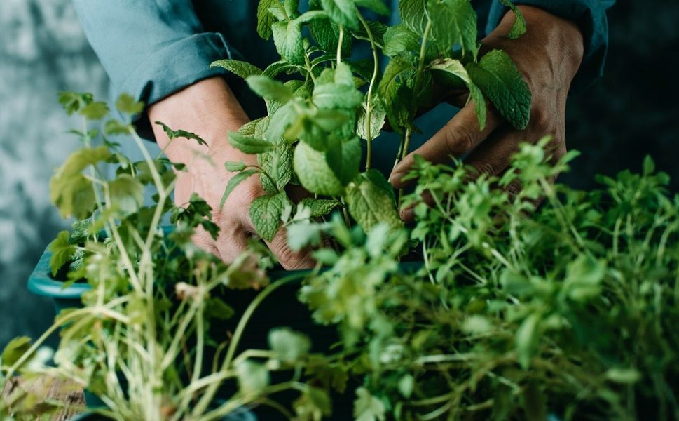 İzmir’de “ot” krizi: Tarladan tezgâha katbekat fark