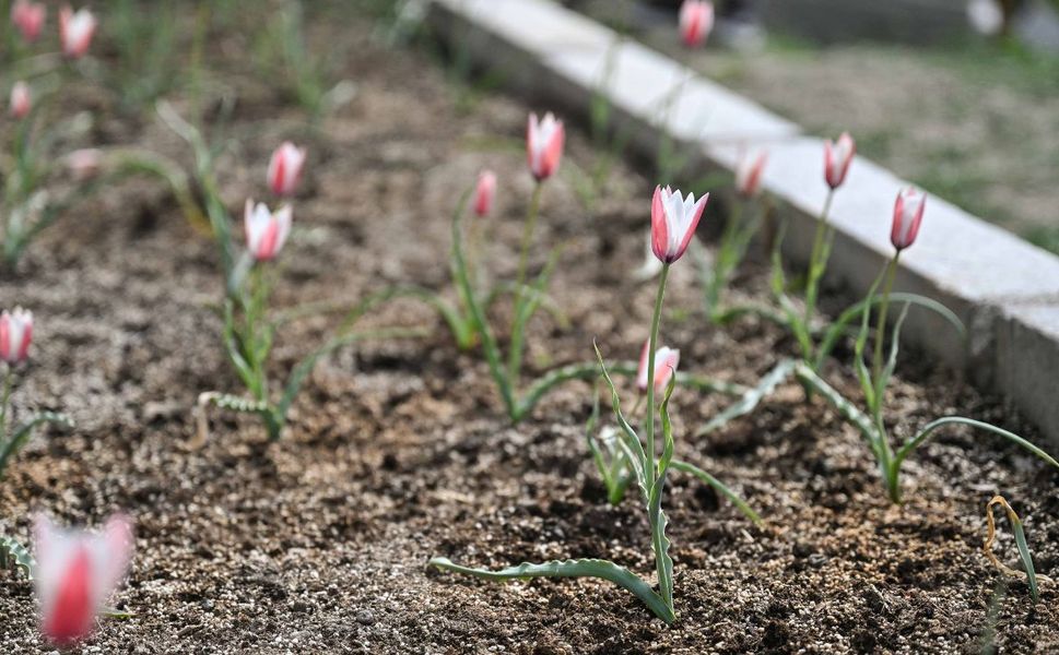 Bornova'da yok olmaya yüz tutan lale yeniden açtı